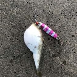 夕マヅメの小座布団ヒラメドーン