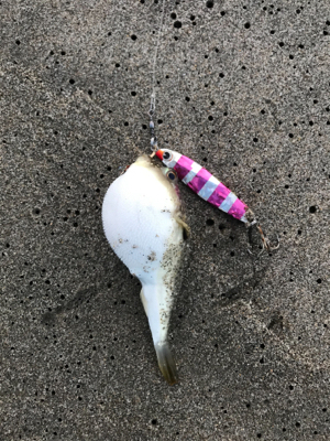 夕マヅメの小座布団ヒラメドーン