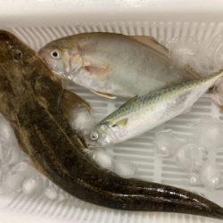 朝マズメで初ヒラメ！