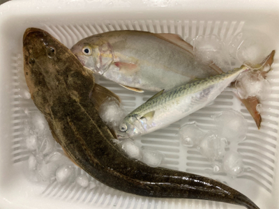 朝マズメで初ヒラメ！