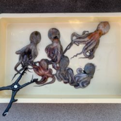 タコは裏切らない！