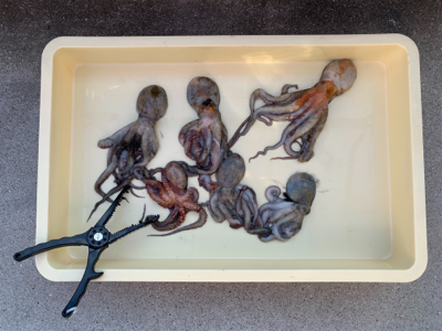 タコは裏切らない！