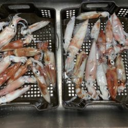 和歌山イカメタル