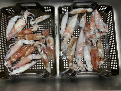 和歌山イカメタル