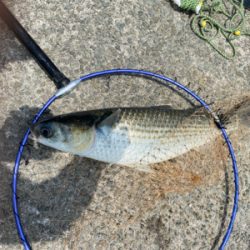 ダンゴでチビチヌ