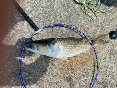 ダンゴでチビチヌ