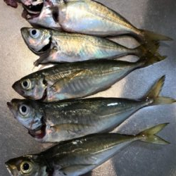 アジ釣り