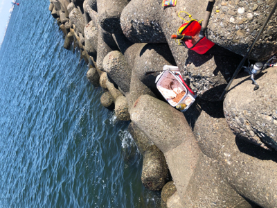 波止グレ楽しくて難しい