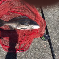 落とし込み チヌ