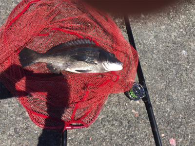 落とし込み チヌ