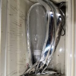 太刀魚シーズンイン