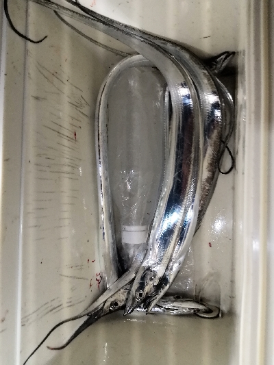 太刀魚シーズンイン