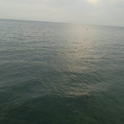 五目まであと1匹！