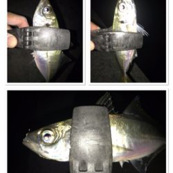 2020ライトゲーム第23戦　夏タチ爆釣！