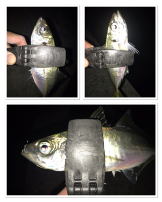 2020ライトゲーム第23戦　夏タチ爆釣！