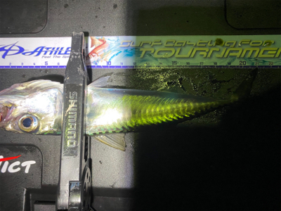 アジング 入れ食い