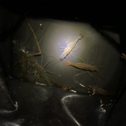 テナガエビ釣り