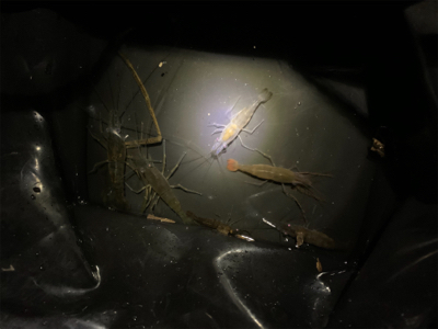 テナガエビ釣り