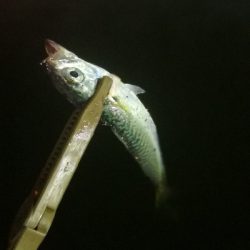 アジング練習 174