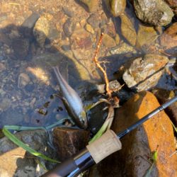 カワムツしか釣れない