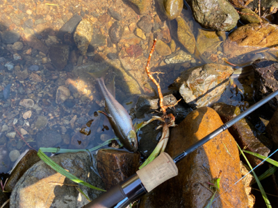 カワムツしか釣れない