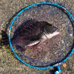 40年振りの渡堤