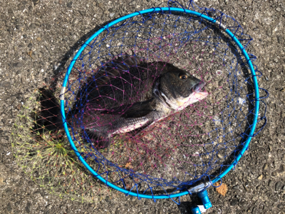 40年振りの渡堤