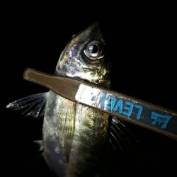 ちょっとだけ、ライトフィッシング