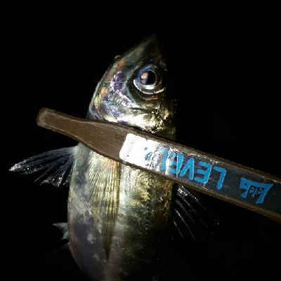 ちょっとだけ、ライトフィッシング