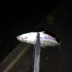 フロート小アジング