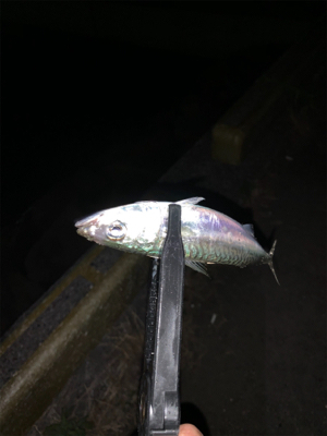 フロート小アジング