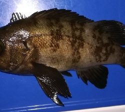 つ抜けアジング