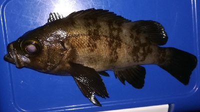 つ抜けアジング