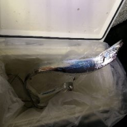 太刀魚来てます