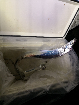 太刀魚来てます