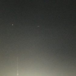 小鯖が大きくなってる!