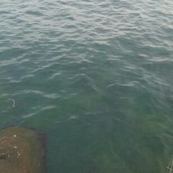 キジハタ(チビハタ)とカサゴ、アオリイカ