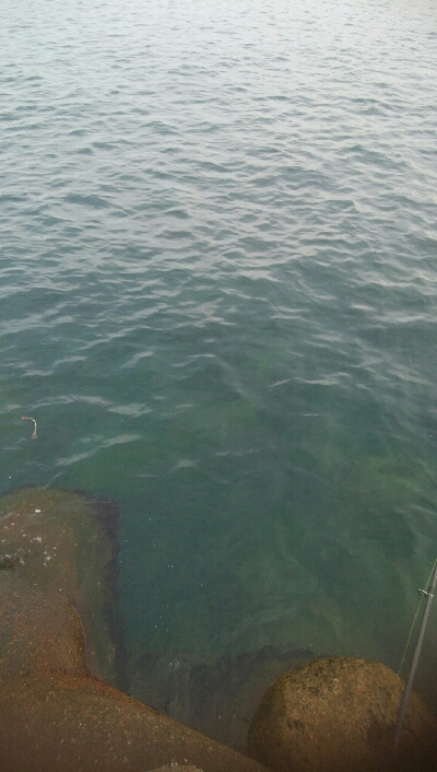 キジハタ(チビハタ)とカサゴ、アオリイカ