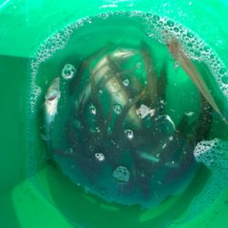 青物狙いでしたが⁉️