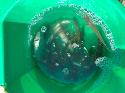 青物狙いでしたが⁉️