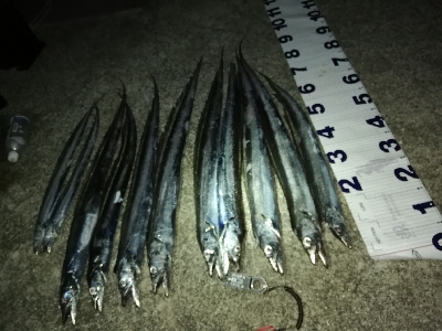 涼しい夜のサーベリング