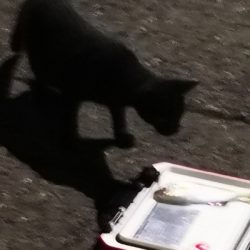 アジング練習 179