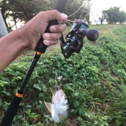 バス、ハス、アユ