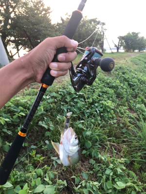 バス、ハス、アユ