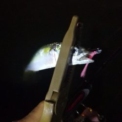 アジング練習 181