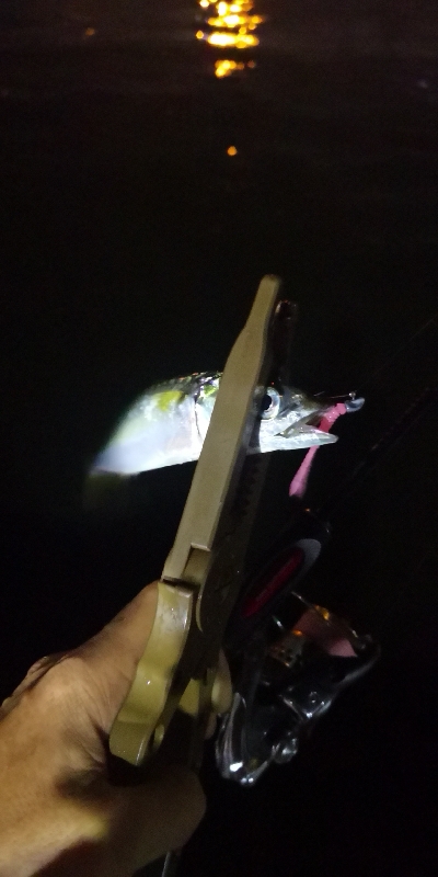 アジング練習 181