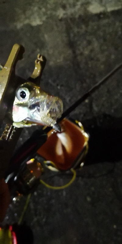 アジング練習 182