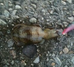 アオリイカ2杯!キジハタ4匹!カマス2匹!