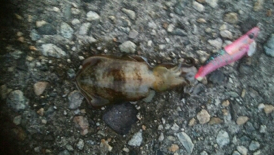 アオリイカ2杯!キジハタ4匹!カマス2匹!