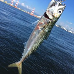 朝イチ小鯖祭り。。少しだけ中サバ。